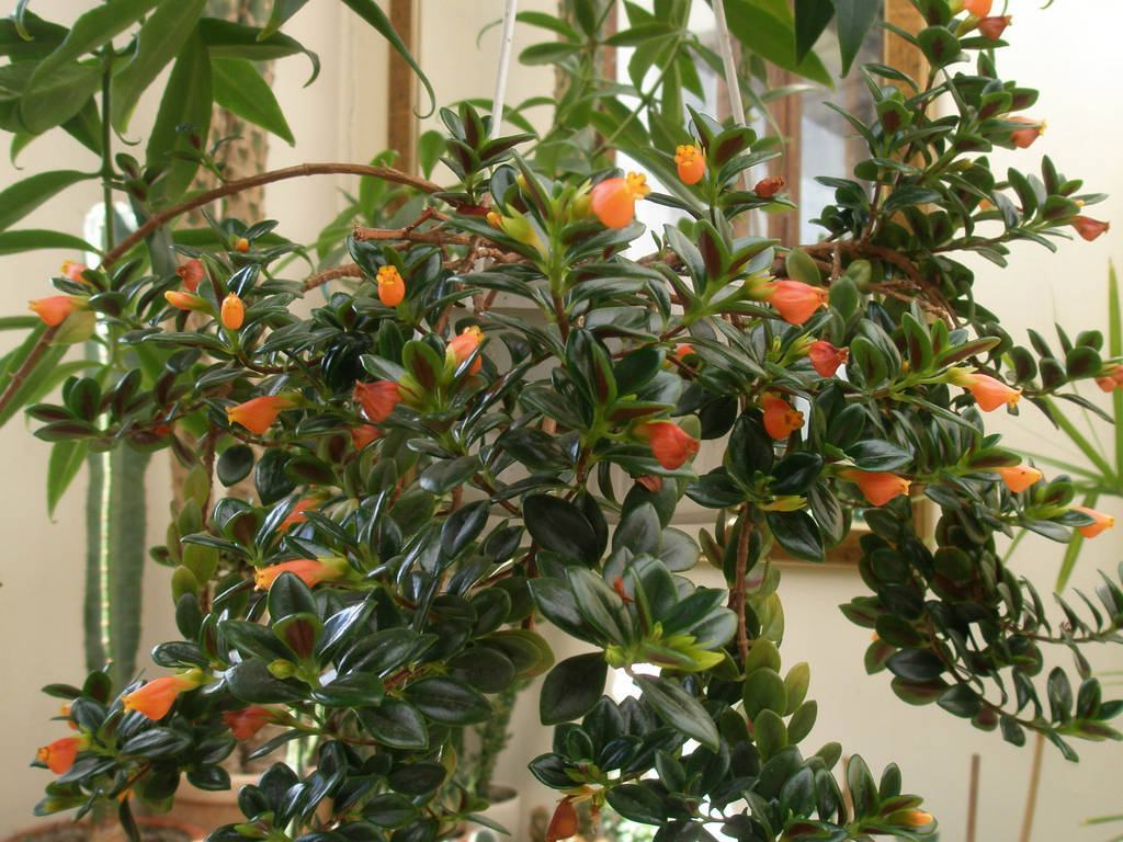 columeia-pendentee1 columeia-pendentee1