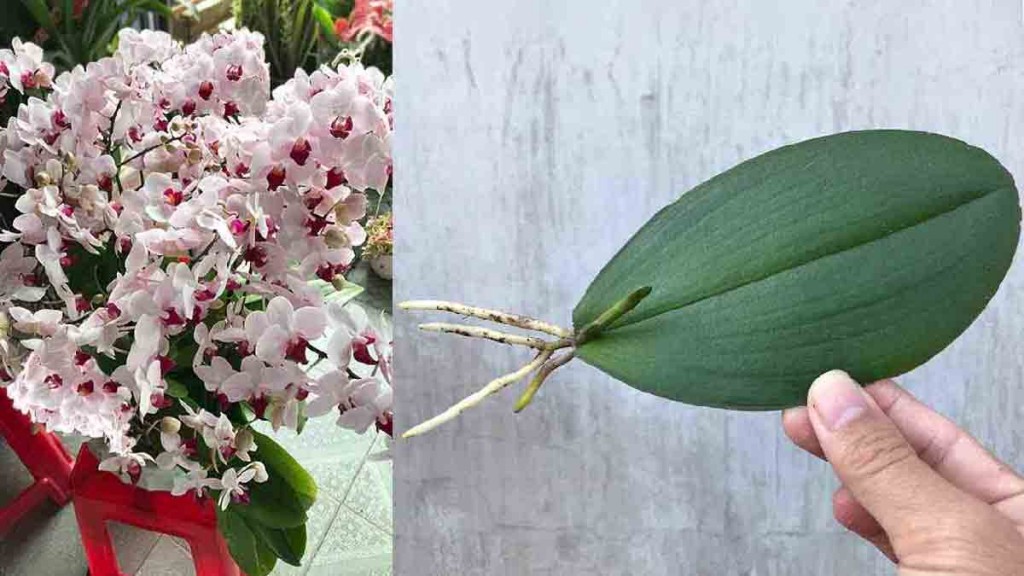 folha de orquídea