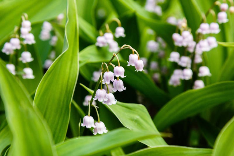 convallaria-majalis-var-rosea