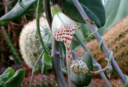 Características e cultivo do Corações-emaranhados (Ceropegia woodii) -  PlantaSonya - O seu blog sobre cultivo de plantas e flores