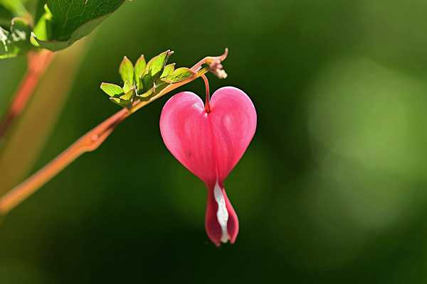 Como cultivar o Coração sangrento (Dicentra-spectabilis) - PlantaSonya - O  seu blog sobre cultivo de plantas e flores