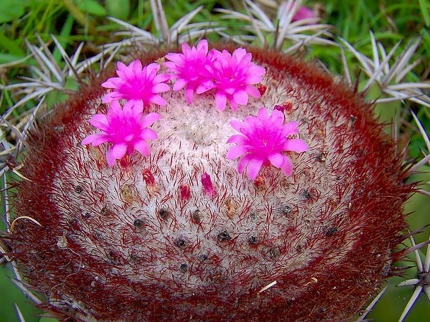 Características e cultivo do Cacto Coroa-de-frade (Melocactus zehntneri) -  PlantaSonya - O seu blog sobre cultivo de plantas e flores