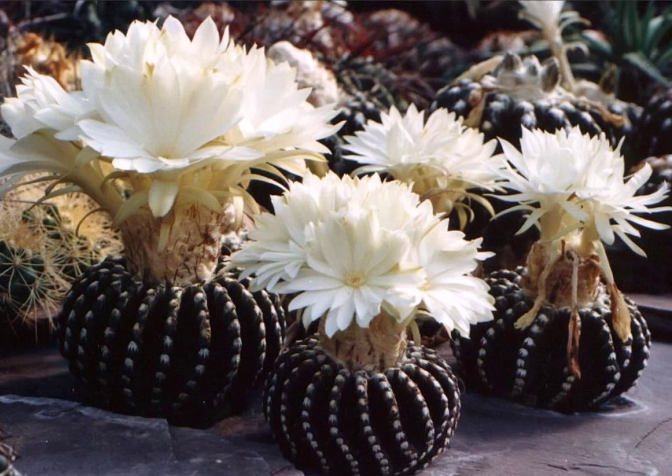 Alguns passos simples para ter flores de cactos - PlantaSonya - O seu blog  sobre cultivo de plantas e flores