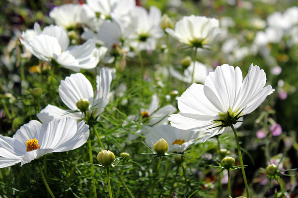 cosmos-cosmos-bipinnatus-1-2