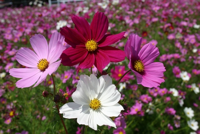 cosmos