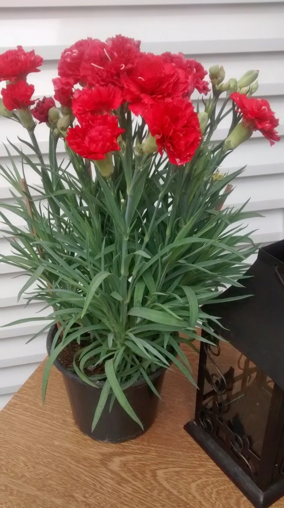 Saiba como plantar Cravos em vaso - PlantaSonya - O seu blog sobre cultivo  de plantas e flores