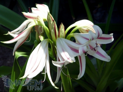 Crino branco - PlantaSonya - O seu blog sobre cultivo de plantas e flores