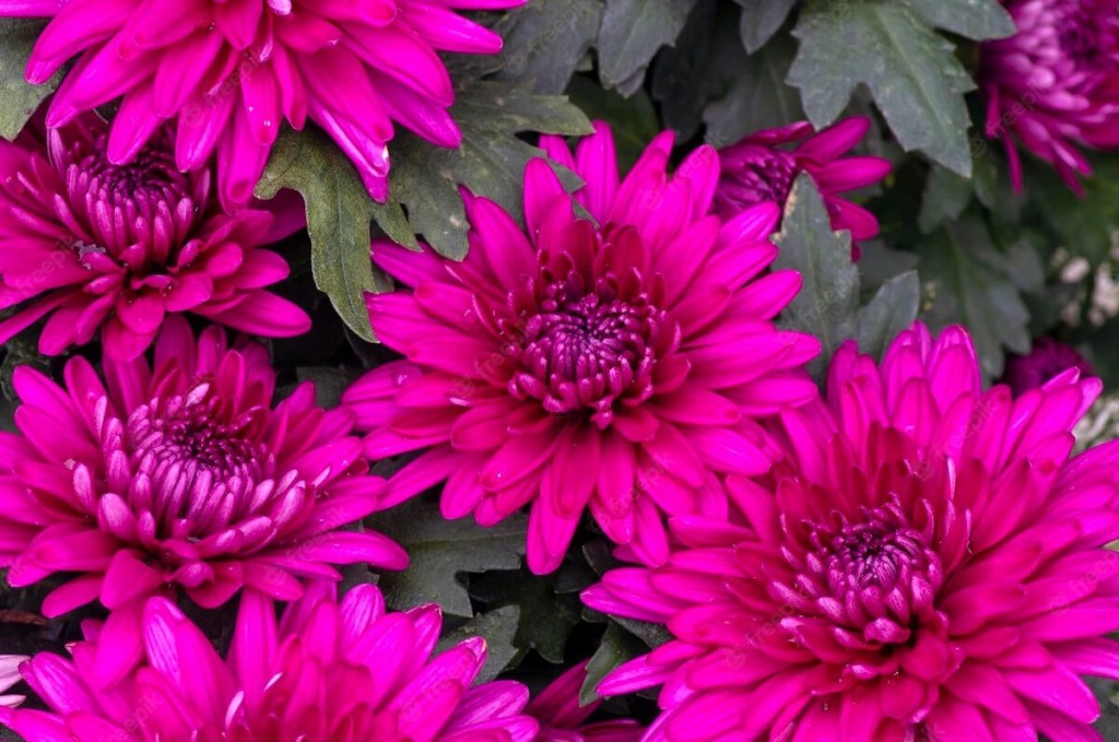 crisantemo-rosa-