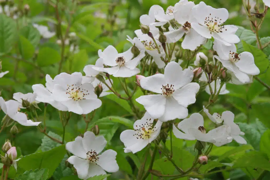 rosa-multiflora