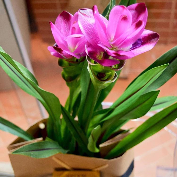 Como cuidar da Curcuma de vaso - PlantaSonya - O seu blog sobre cultivo de  plantas e flores