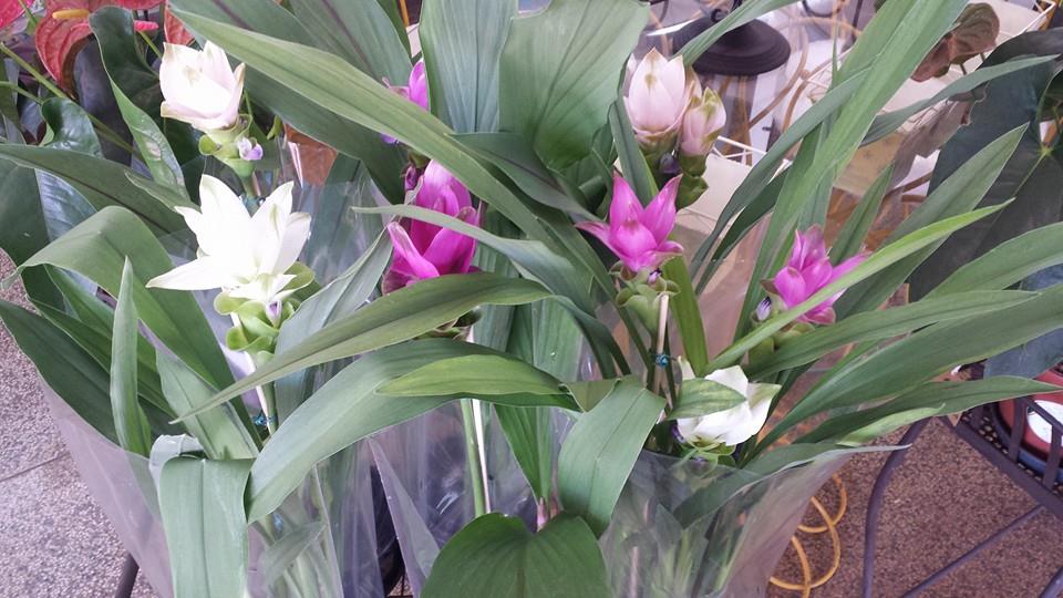 Como cuidar da Curcuma de vaso - PlantaSonya - O seu blog sobre cultivo de  plantas e flores