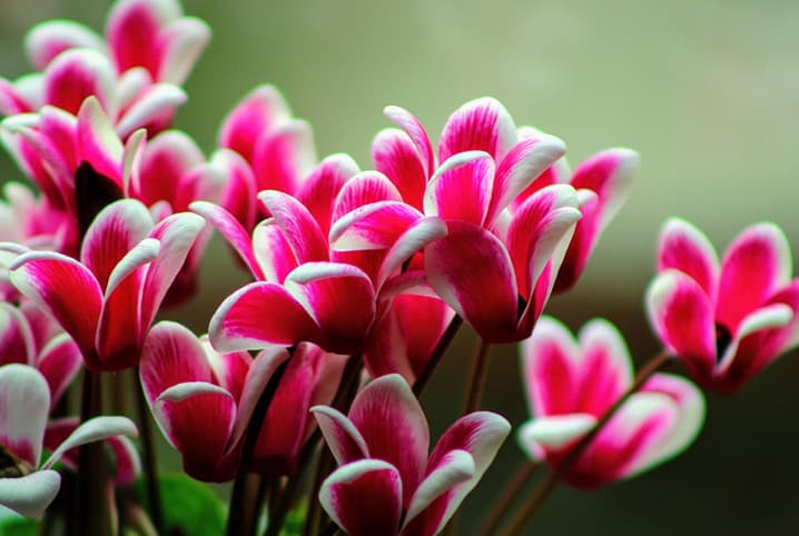 cyclamen-flor
