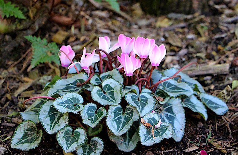 cyclamen-persicum