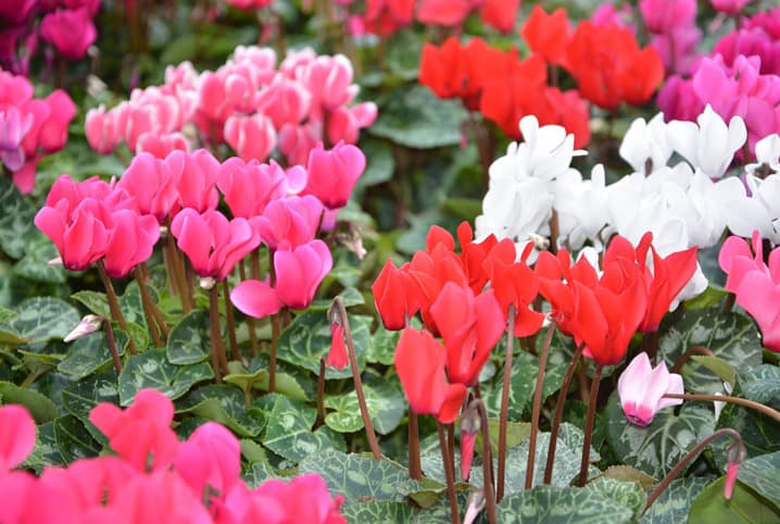 cyclamen