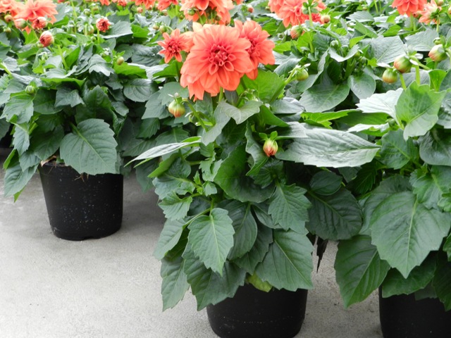 Saiba como plantar Dália em vasos - PlantaSonya - O seu blog sobre cultivo  de plantas e flores