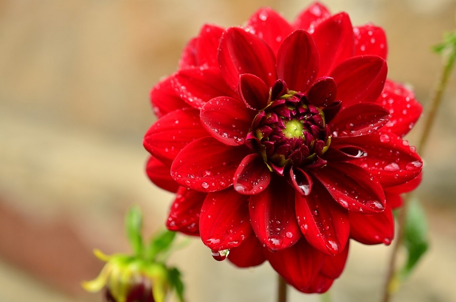 Conhecendo a Dália vermelha - PlantaSonya - O seu blog sobre cultivo de  plantas e flores