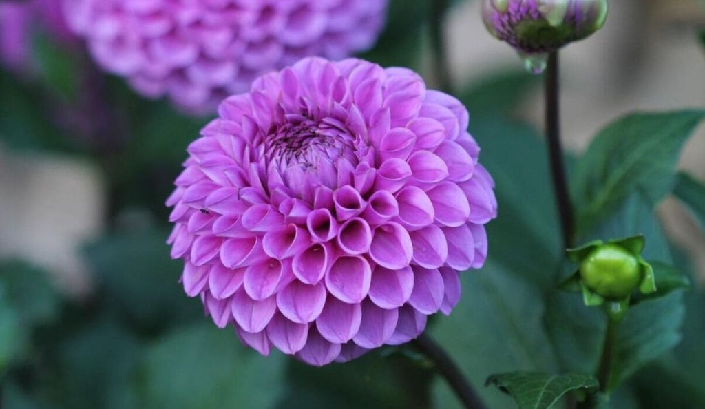 dalia-1