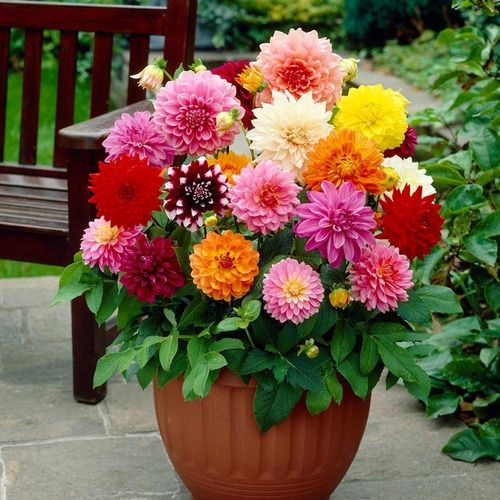 dalia em vaso