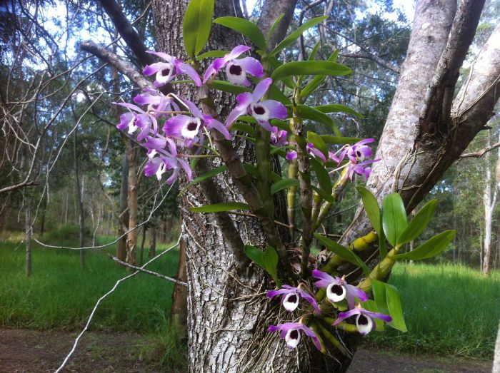 Características e cultivo da Orquídea Olho-de-boneca (Dendrobium nobile) -  PlantaSonya - O seu blog sobre cultivo de plantas e flores