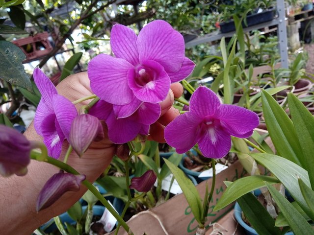 Características da Orquídea Denphal - PlantaSonya - O seu blog sobre cultivo  de plantas e flores