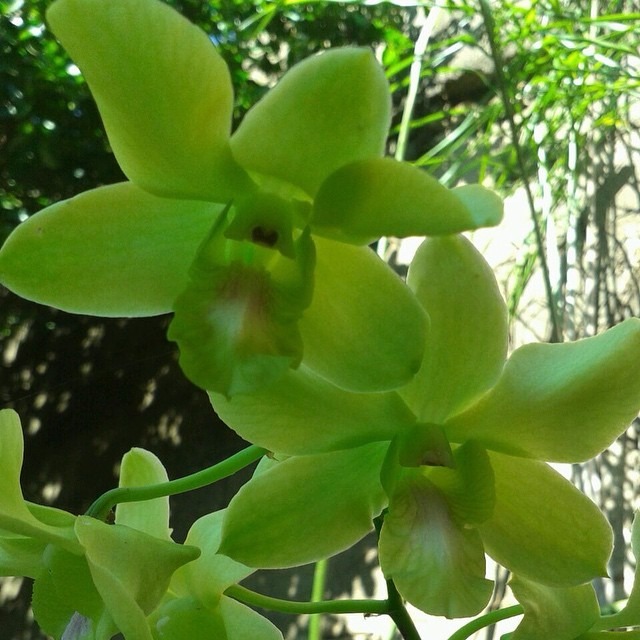 Características da Orquídea Denphal - PlantaSonya - O seu blog sobre cultivo  de plantas e flores