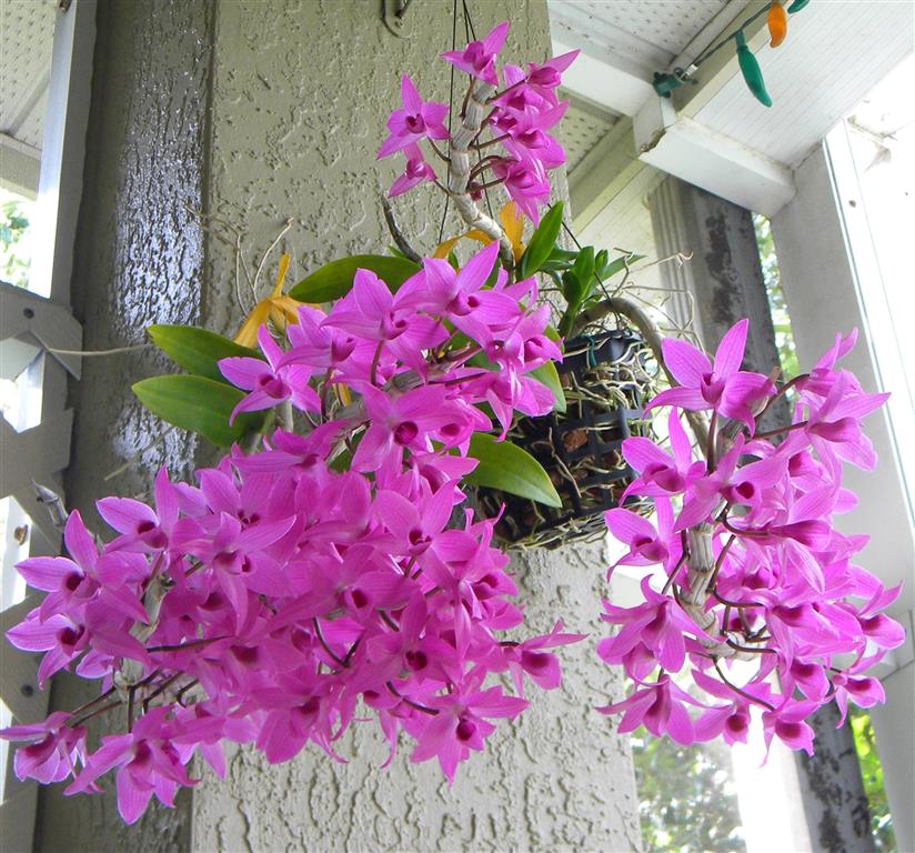 Características e cultivo da Orquídea Dendróbio-falenopsis (Dendrobium  Phalaenopsis) - PlantaSonya - O seu blog sobre cultivo de plantas e flores