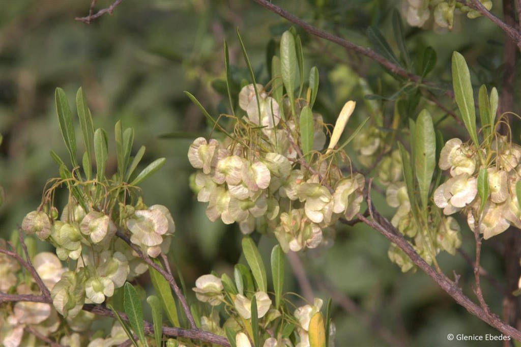 dodonaea-viscosa-var-angustifolia