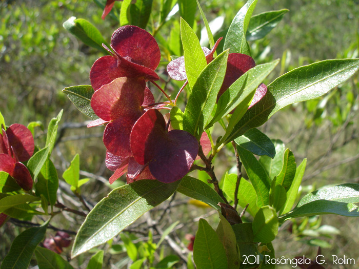 dodonaea viscosa3