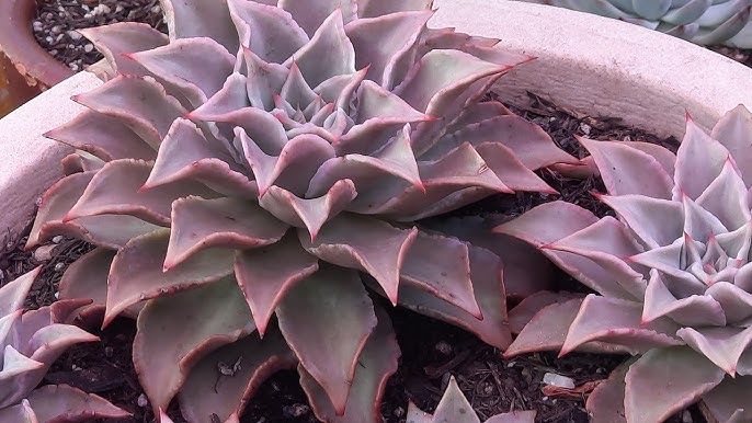 echeveria madiba echeveria madiba