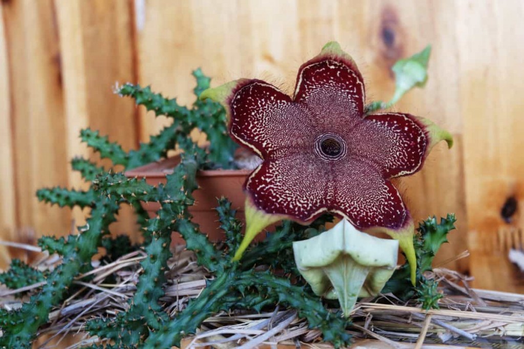 edithcolea-grandis