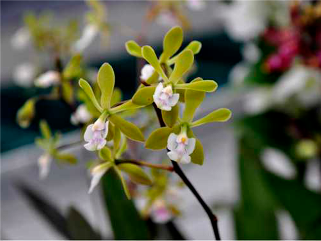 epidendrum-floribundum