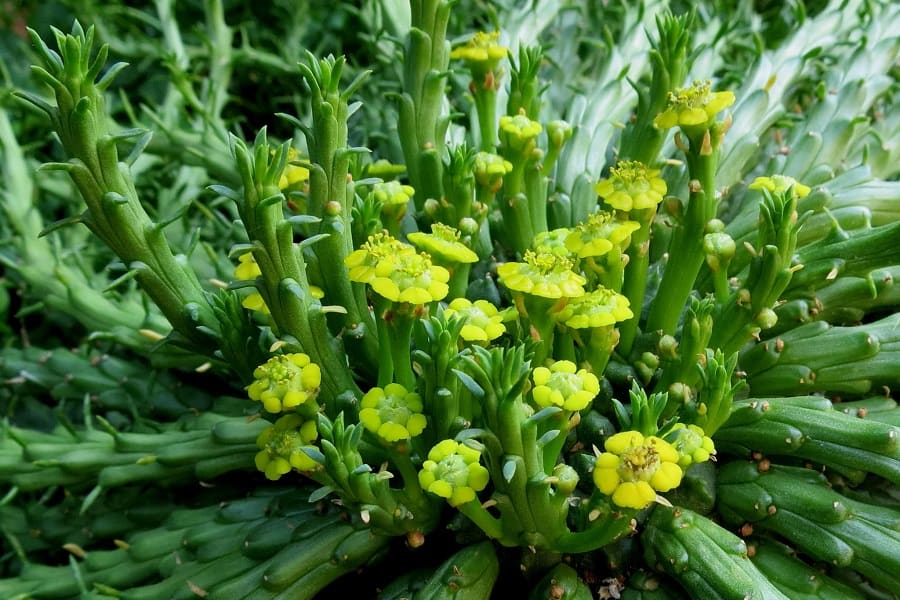 euphorbia-flanaganii