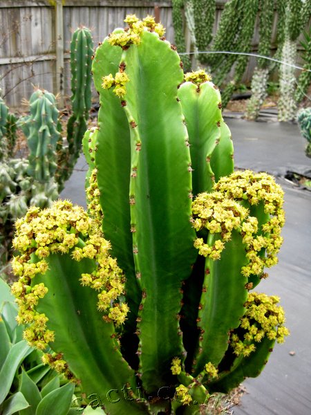 Características e cultivo do Cacto-candelabro (Euphorbia Ingens) -  PlantaSonya - O seu blog sobre cultivo de plantas e flores