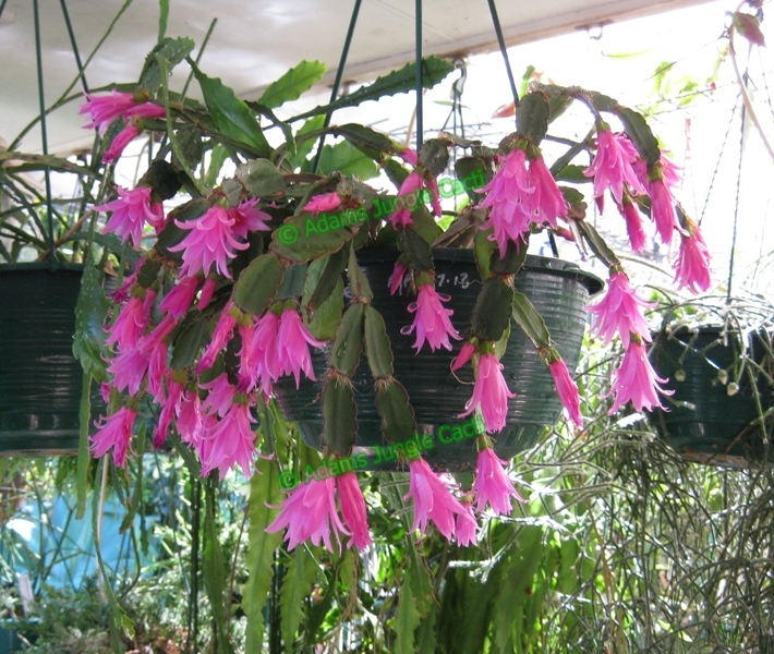 Características e cultivo da Flor-de-outubro (Hatiora rósea) - PlantaSonya  - O seu blog sobre cultivo de plantas e flores