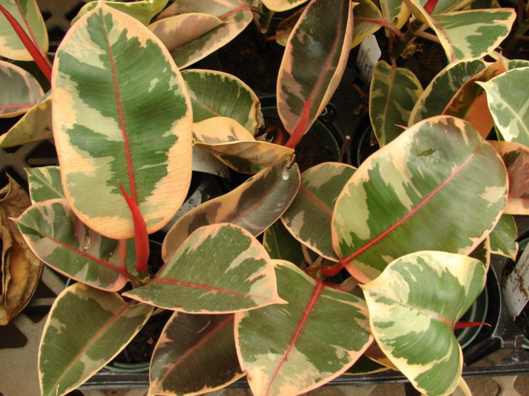 ficus-elastica-variegata