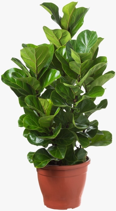 ficus lyriata