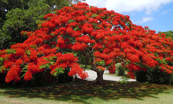 flamboyant-delonix-regia-1-1