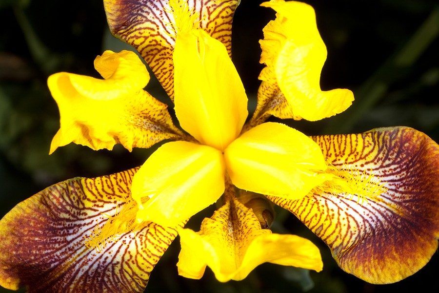 flor-de-iris-hd