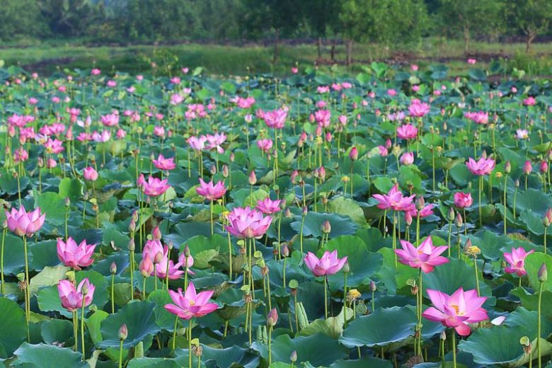 flor de lótus