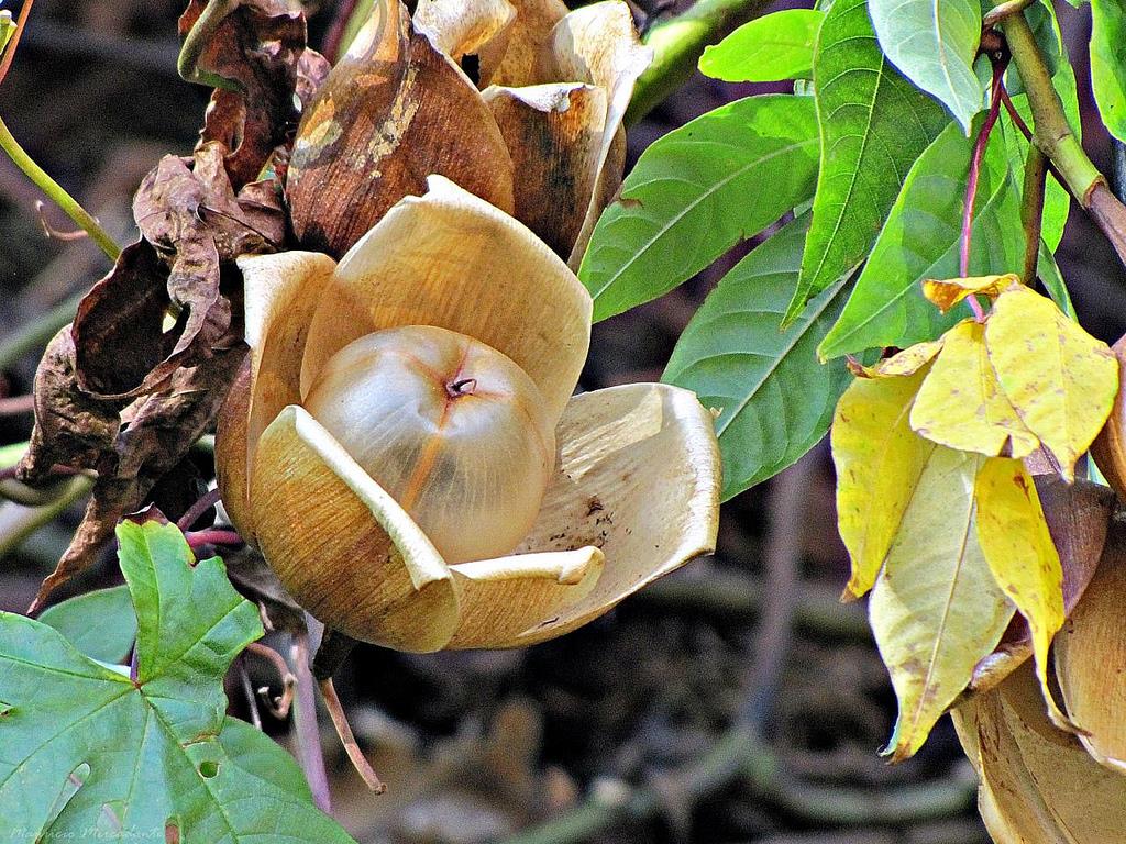 Características e cultivo Flor-de-Madeira (Merremia tuberosa) - PlantaSonya  - O seu blog sobre cultivo de plantas e flores