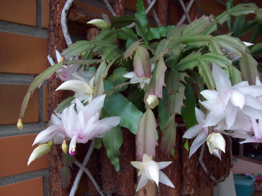 Como cultivar flor-de-maio (Schlumbergera truncata) - PlantaSonya - O seu  blog sobre cultivo de plantas e flores
