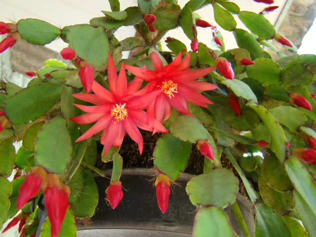 Como cuidar e fazer mudas de Flor-de-outubro e Flor-de-maio - PlantaSonya -  O seu blog sobre cultivo de plantas e flores