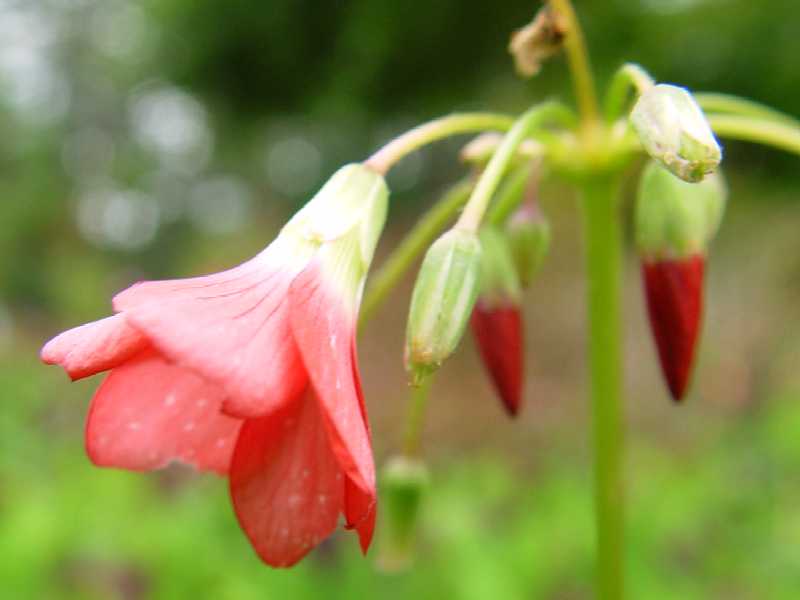 flor do trevo de quatro folhas