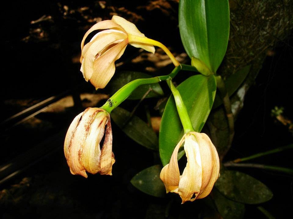 Saiba como você pode entender a sua orquídea - PlantaSonya - O seu blog  sobre cultivo de plantas e flores