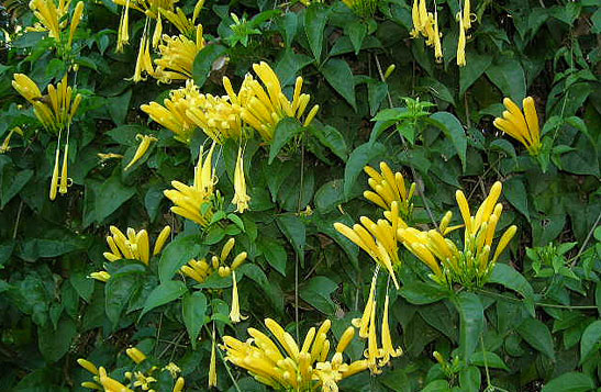 flor-sao-joao-amarela