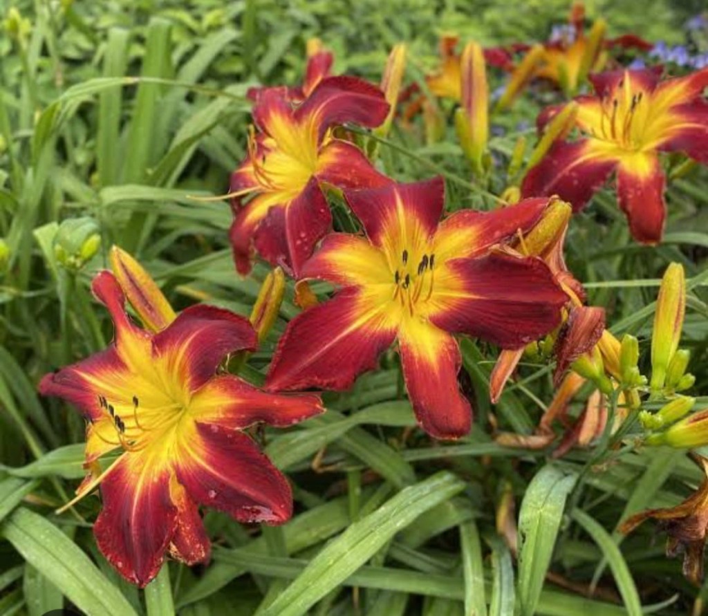 flordeliz