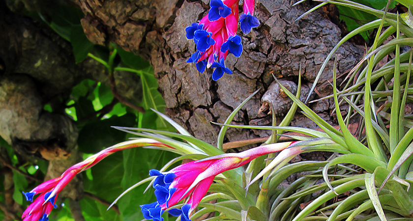 tillandsia