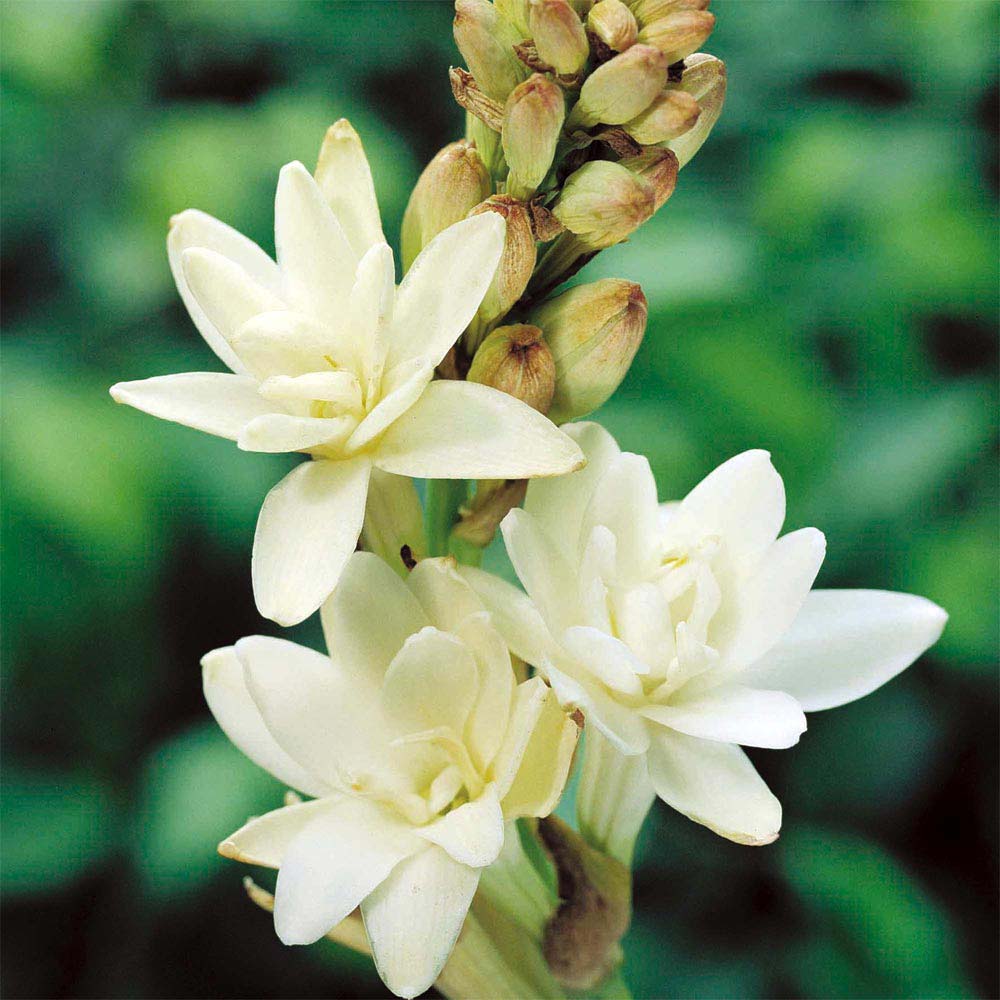 Características e cultivo da Angélica (Polianthes tuberosa) - PlantaSonya -  O seu blog sobre cultivo de plantas e flores