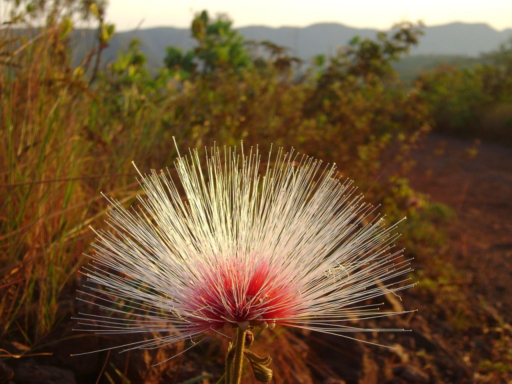 flores da caliandra