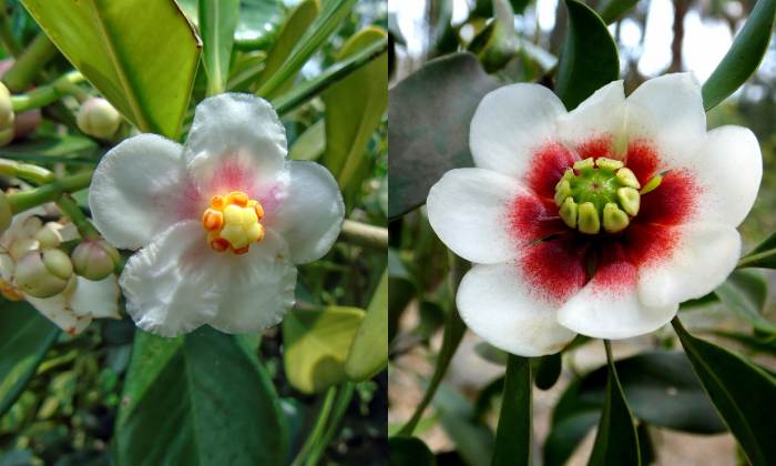 flores-da-clusia